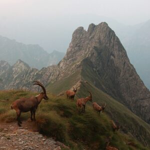 Ibex - Frattini bivouac