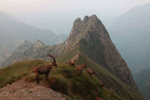 Ibex - Frattini bivouac